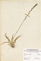 藏品(臺灣粉條兒菜)的圖片